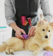 Pet Grooming