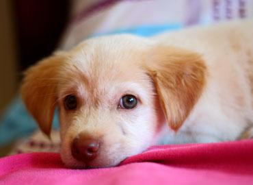 All this mistaken idea of denouncing pleasure and praise pain