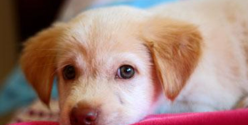 All this mistaken idea of denouncing pleasure and praise pain